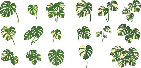 Collection of various monstera deliciosa plant leaves and foliage elements on white background. © Fdtarian