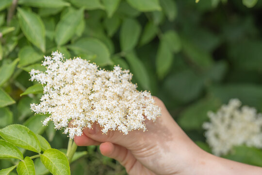 wei&szlig;e Holunderbl&uuml;ten von Hand pfl&uuml;cken