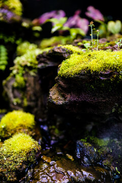 Various moss plants in man-made landscape rockeries