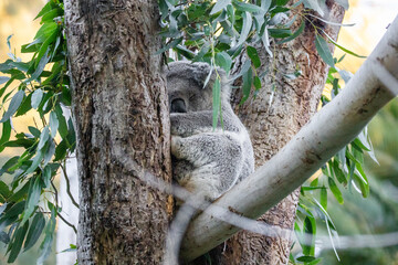 Obraz premium Koala Resting Peacefully Among Eucalyptus Branches