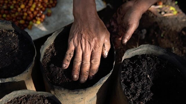 Farmer hands filling polybag with soil for coffee planting in a nursery in 4k video.
