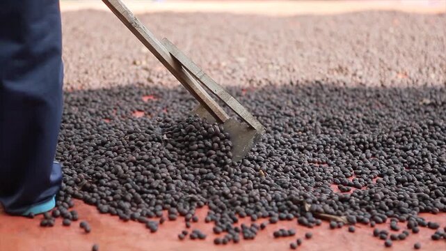Farmer raking dry coffee beans during sun drying process on a farm in 4k video.
