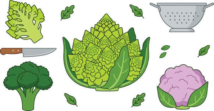 Romanesco broccoli cauliflower and fresh green vegetables vector set with kitchen colander knife and leaves isolated on white background for healthy cooking design