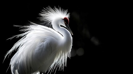 Obraz premium Majestic white crane with striking plumage against black background