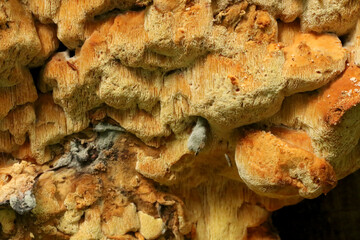 the yellow polypore fungus growing on a cut tree © Iveta