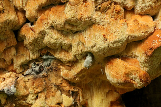 the yellow polypore fungus growing on a cut tree