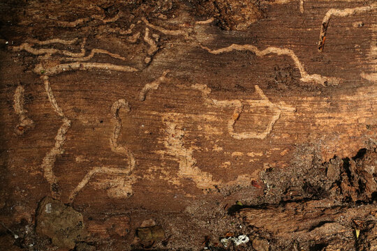 rough old textured wooden texture
