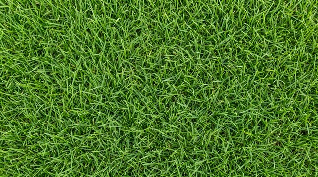 Green grass lawn texture field background with background landscape environmental botanical vegetation backyard residential turfgrass detailed