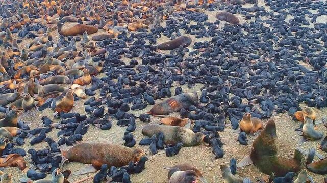 Massive rookery of brown fur seals and their newborn pups resting on a sandy shore in Namibia