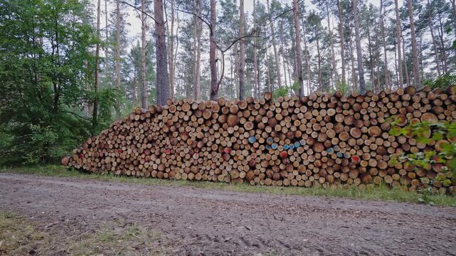 A stack of freshly cut logs in a woodland area showcasing the natural texture and grain of raw timber. The forest scene represents logging activities, wood resources, firewood production.