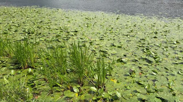 A pond surface covered in green lily pads and duckweed with reeds on the bank