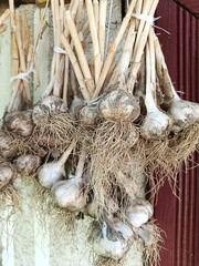 Naklejka premium Bunches of fresh harvested garlic with long dry roots and stalks hanging outdoors for drying. Traditional rural garlic preservation process, organic farm produce concept, close-up shot.
