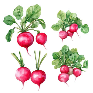 Radish Set, detailed watercolor clipart vector, isolated on a pure white background.