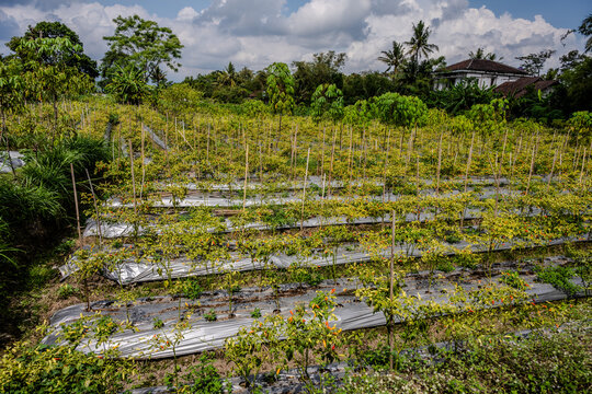 Vegetable garden with plastic mulch in Tlogo