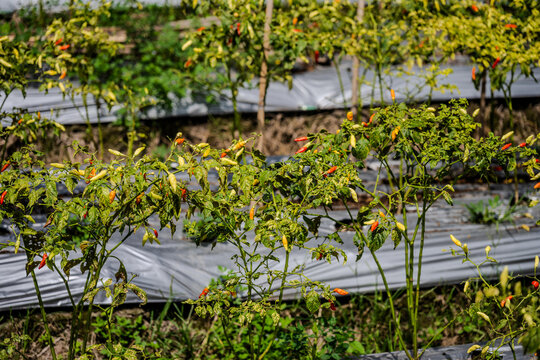 Chili pepper plants growing in a field in Tlogo