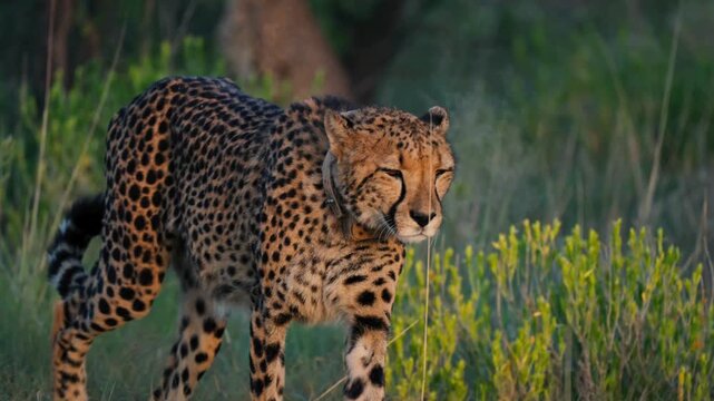 Wild cheetah walking through savanna grass, majestic spotted feline in natural habitat, african predator prowling in wilderness at sunset