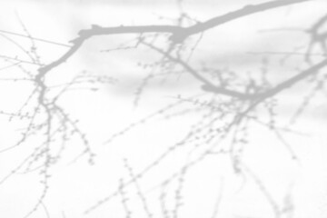 Fototapeta premium Natural Plant Shadow Overlay