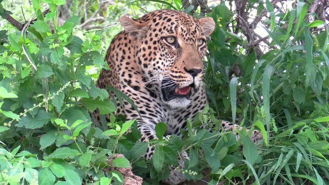 Majestic African leopard resting in green bush, wild leopard head close up in safari jungle, spotted big cat camouflaged in lush foliage