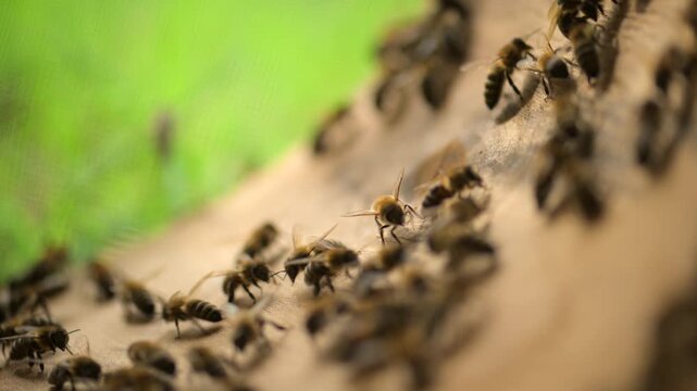 The departure of a new family with a queen bee