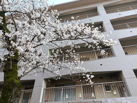 街中の満開のソメイヨシノ、春の桜風景