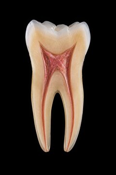 Detailed cross section of a human molar showing enamel, dentin, pulp chamber and multiple root canals. Accurate dental anatomy illustration isolated on a black background for education and healthcare.
