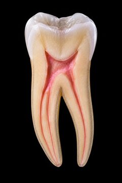 Realistic cross section of a lower molar tooth revealing enamel, dentin, pulp chamber and root canal system. High-quality dental anatomy illustration isolated on a black background.