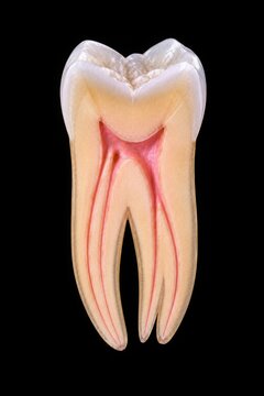 Highly detailed cross section of a human three-root molar showing enamel, dentin, pulp chamber and root canals. Accurate dental anatomy illustration isolated on a black background for education and cl