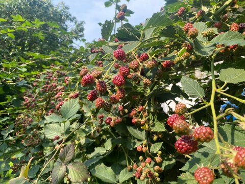 Reifende Brombeeren in roten und dunklen Farbstufen wachsen dicht an einem &uuml;ppigen Strauch im sonnigen Garten. Sommerernte, Selbstversorgung, Bio-Obst und nachhaltiger Anbau.