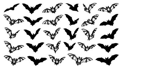 Fototapeta premium vector set of birds