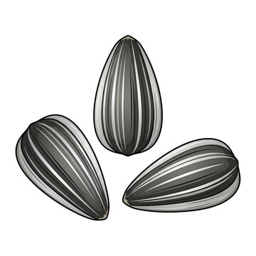 Three Sunflower Seeds Illustration Isolated on Black Background