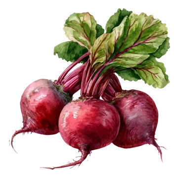 Beetroot, realistic watercolor illustration vector, isolated on a white background.