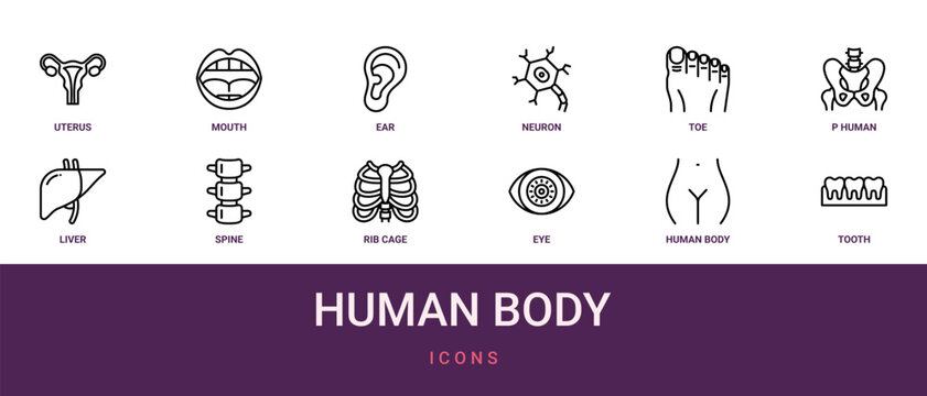 Set of 12 outline web Human Body icons such as tooth, from human body collection. Thin such as woman, health. for use on web and mobile apps, logo, print media., eye, rib cage, spine, liver, p from