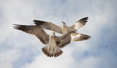 Fototapeta premium Laughing seagull near the ocean. Seagull near water. Sea gull bird. Fauna and nature. Seagull bird observing the water. Sea gull with beak and feather. Laughing Gull. Seagull sitting outdoor