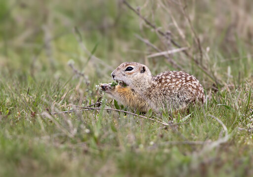 A spotted European ground squirrel lying low in green grass, nibbling on wild plant leaves.