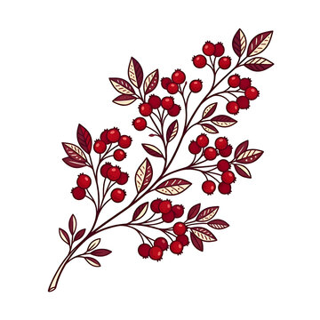 Elegant Red Berry Branch Illustration with Leaves on Black