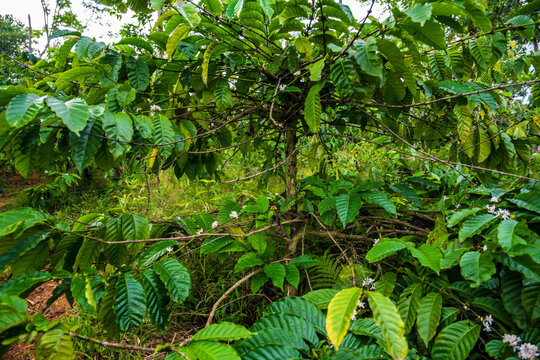 Coffee plant with white flowers in Babakan Madang