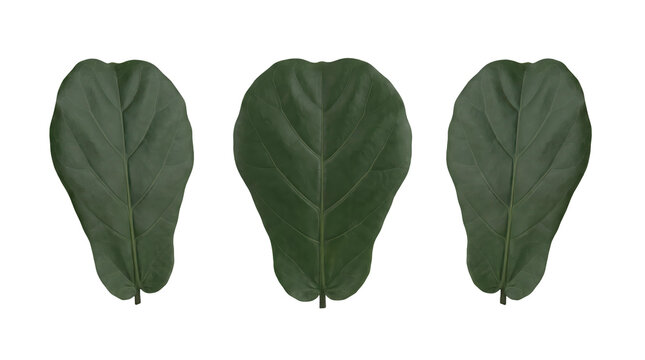 Dark green fiddle leaf fig leaves, tropical botanical flora and biophilic nature design concept