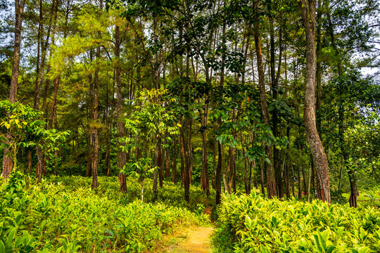 Pine forest with a dirt path in Bogor