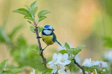 A blue tit sits on a flowering apple tree. A cute blue tit in the nature habitat. Wildlife scene with a blue tit.  Cyanistes caeruleus © Monikasurzin