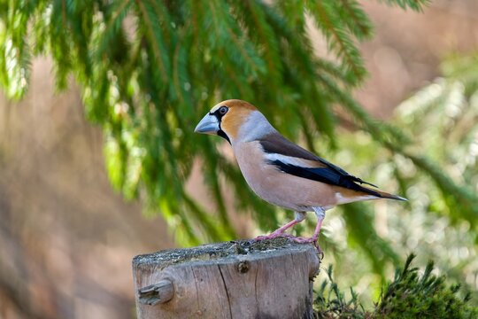 A hawfinch sits onm a tree stump. A hawfinch in the nature habitat.  Coccothraustes coccothraustes. Wildlife scene with a male hawfinch. 
