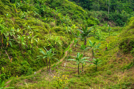 Banana plantation on a hillside in Babakan Madang