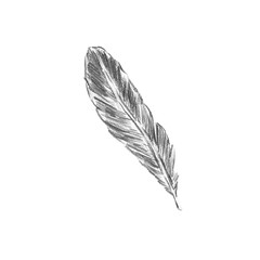 A single detailed chicken feather pencil sketch. Perfect for farmhouse stationery, cottagecore decor, and feather-themed illustration sets © Margarita