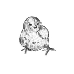 Small fluffy chick standing standing pencil sketch. Great for spring farmhouse decor, Easter greeting cards, and cottagecore lifestyle illustrations. © Margarita