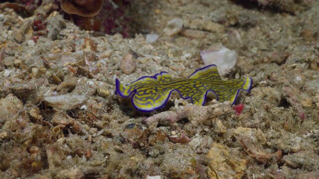 A brightly colored marine flatworm (Pseudoceros graviera) undulating over the sand. Yellow markings and purple outline. Filmed in Anilao, Philippines