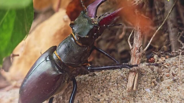 Macro close-up of a male stag beetle (Lucanus cervus) slowly crawling through leaf litter and twigs on a forest floor, highlighting its impressive mandibles and natural habitat.