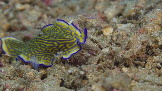 A brightly colored marine flatworm (Pseudoceros graviera) undulating over the sand. Yellow markings and purple outline. Filmed in Anilao, Philippines