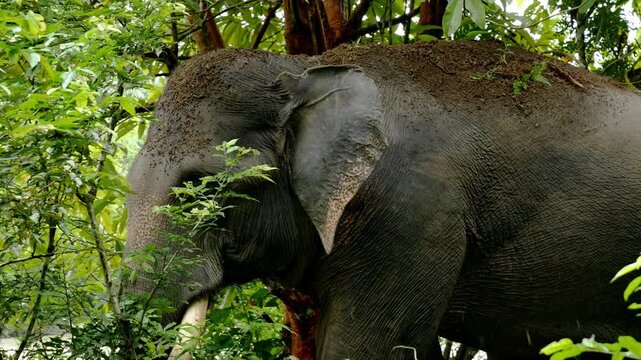 A powerful adult Male Sumatran elephant stands in a forest clearing, using its trunk to scoop up dirt before throwing it across its back. Its Large curved tusks are clearly visible