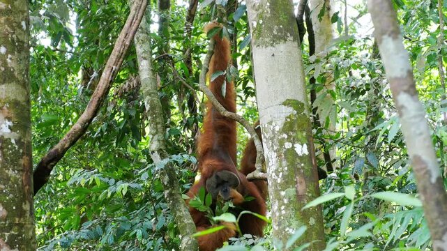 A wild orangutan hangs effortlessly from the branches of a tropical rainforest tree while calmly feeding on fresh green leaves. Filmed in the lush jungles of Sumatra,