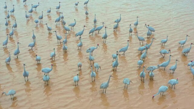 A flock of brolgas gather around a small waterhole in Australia's drought-stricken outback, where scarce water provides a vital refuge for native wildlife.