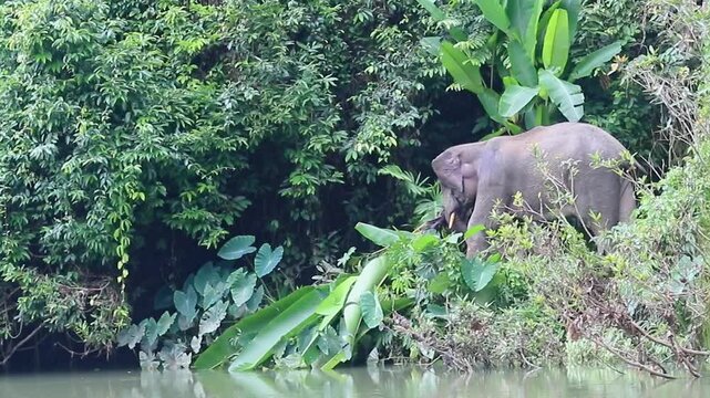 A young male Sumatran elephant stands quietly at the edge of a rainforest river in the heart of Sumatra